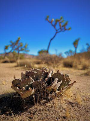 So many species of cacti along the trail amongst all the Joshua Trees!