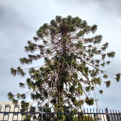 Special Bunya Pine Tree next to parking lot!