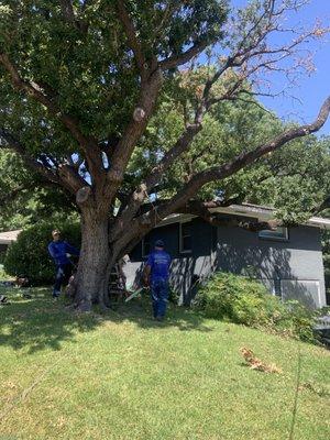 Picazo Tree Services