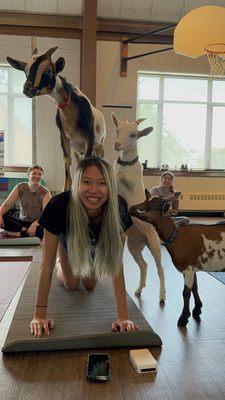 Goat yoga