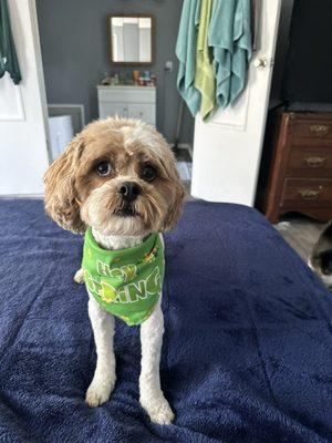 Biggie at home groomed . Perfect hair cut . Thanks Meagan !