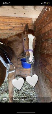 Woodedge Equestrian School