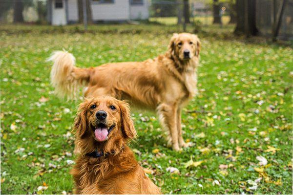 Whispering Pines Kennels