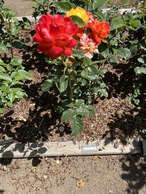 Rosarium Garden Center