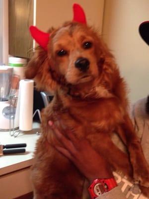 Keri's K9 & Kitty Kare