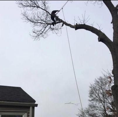 60Tree Climbing Services