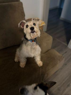 Laney’s Home Pet Spaw