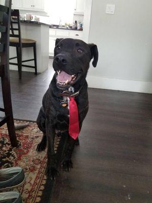 K-9 & Kitty Kutters - Andover