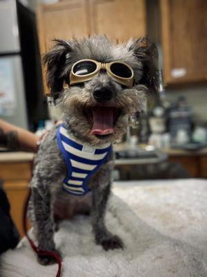 Brown Veterinary Services