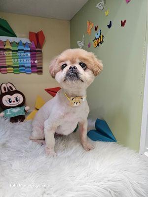 Tofu Mom Pet Grooming