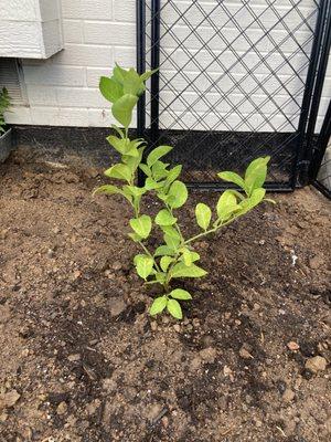 O'Toole's Garden Center - Lakewood