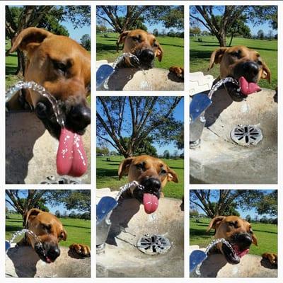 America's Finest Pet Sitting