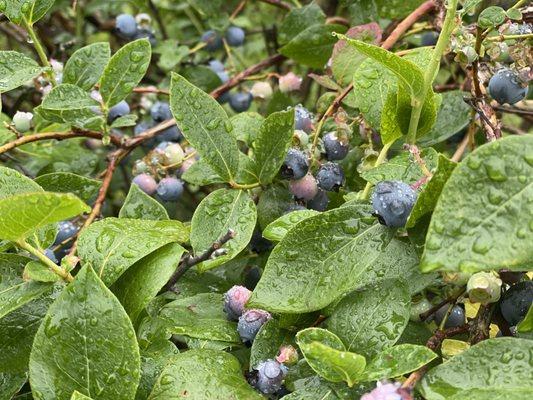 Blueberries