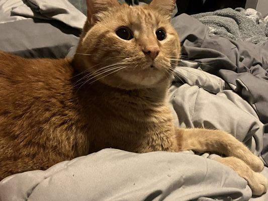 My cat. He is very handsome.