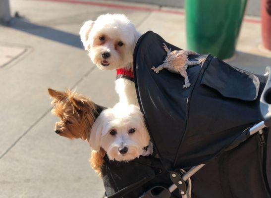 Harley Harrison and Max (oh and Zeus)