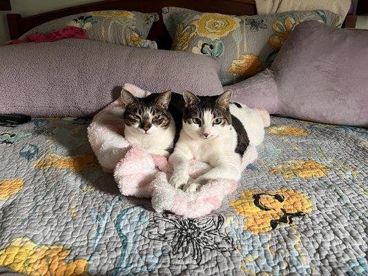 Portland Animal Clinic