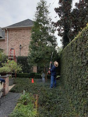 Vilchez Tree Services