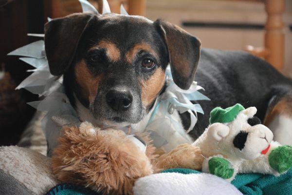 Lighthouse Animal Shelter