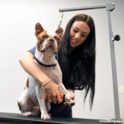 Scenthound Holly Springs