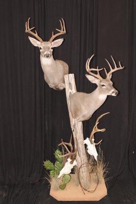 Southwest Wildlife Taxidermy