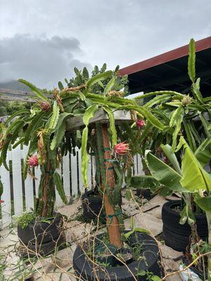 Puʻuhonua Farms