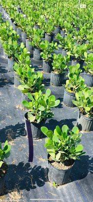 Domingo Lawn Care Services