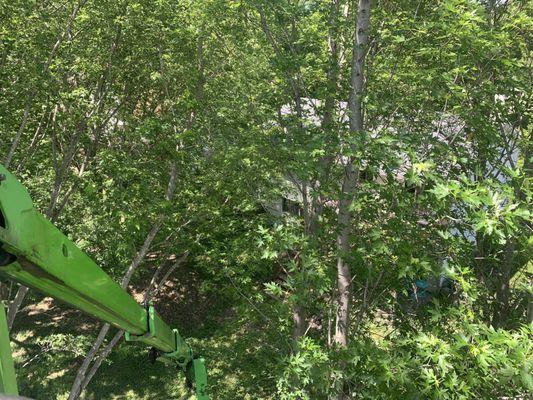 Minnesota Nice Tree Service