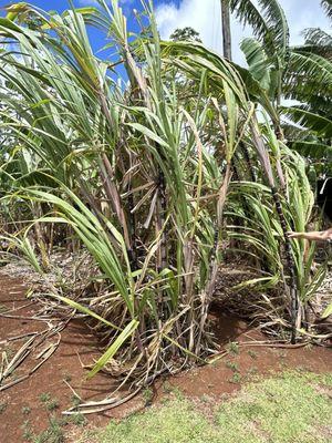 Grove Farm Sugar Plantation Museum