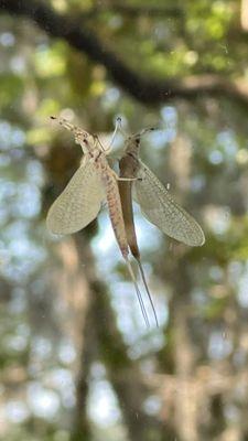 Caddisfly