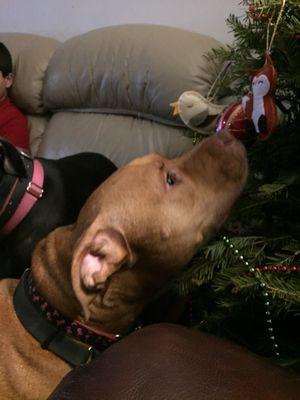 Wappingers Animal Hospital