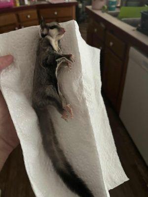 Terry's Pets & Supplies