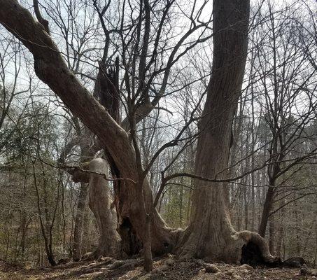 Original 3 Poplars Trees, still standing.