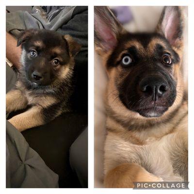 Our puppy Ava! 6 weeks then 4 months old!