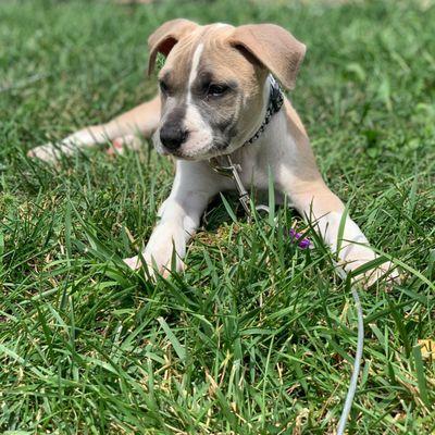 Chasing Daylight Animal Shelter