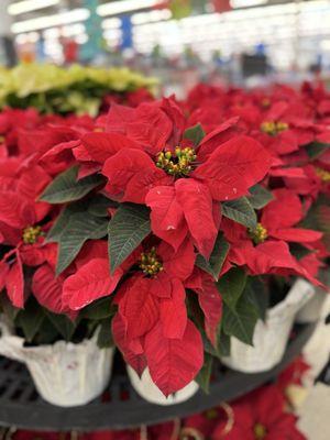 Walmart Vision & Glasses