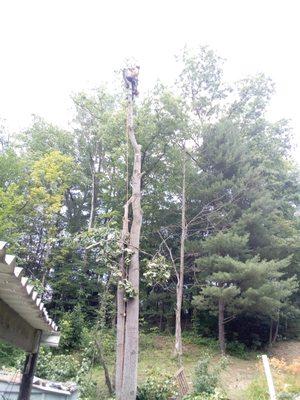 High Climbers Tree Care