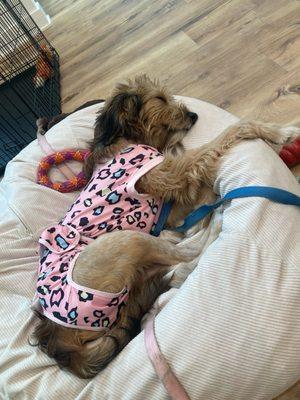 IndyHumane Downtown Clinic