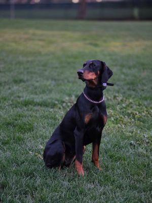 SJ Elite Dog Training