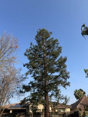 Tree Maniac Tree Service