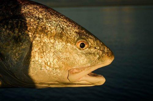 Cedar Key Redfish on Fly