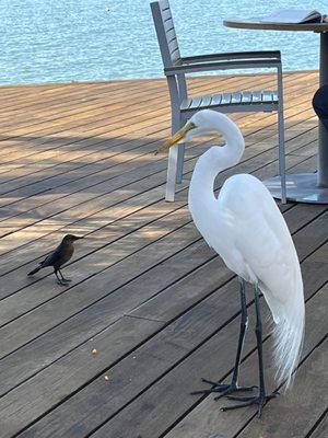 Church of Scientology