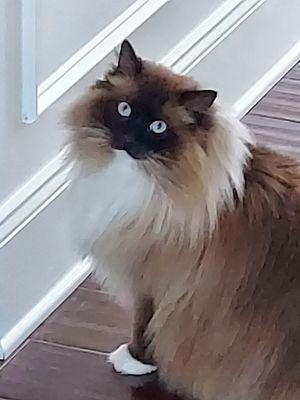 Pet Paradise Pet Sitters