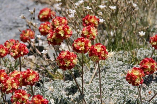 Panorama Dome Trailhead