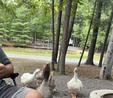 View of pond from site 16 - ducks coming for some hand me outs