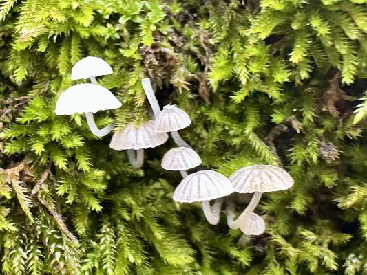 Briones Regional Park