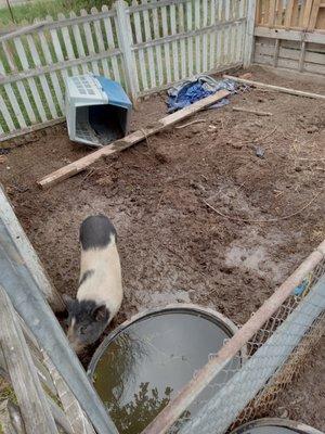 Lucero Anamil Rescue