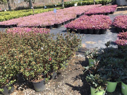 Some of the plants, the heather is particularly nice