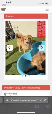 Cosmo's Corner Doggie Day Care