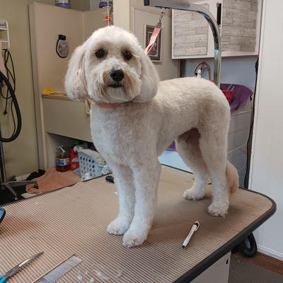 Carolyn's Pet Grooming