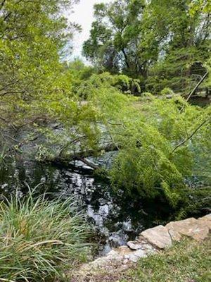 Alfredo Tree Services